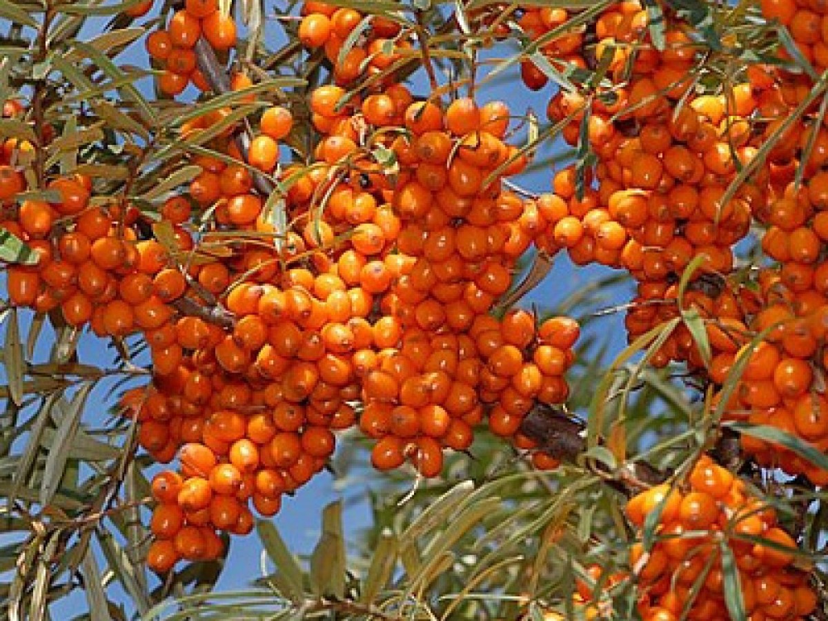 Облепиха 'Джемовая'