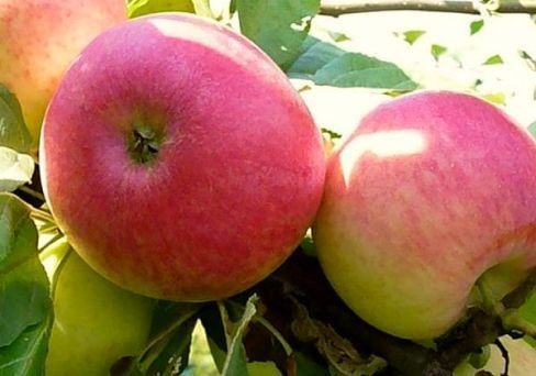 Яблоня домашняя 'Первый салют'