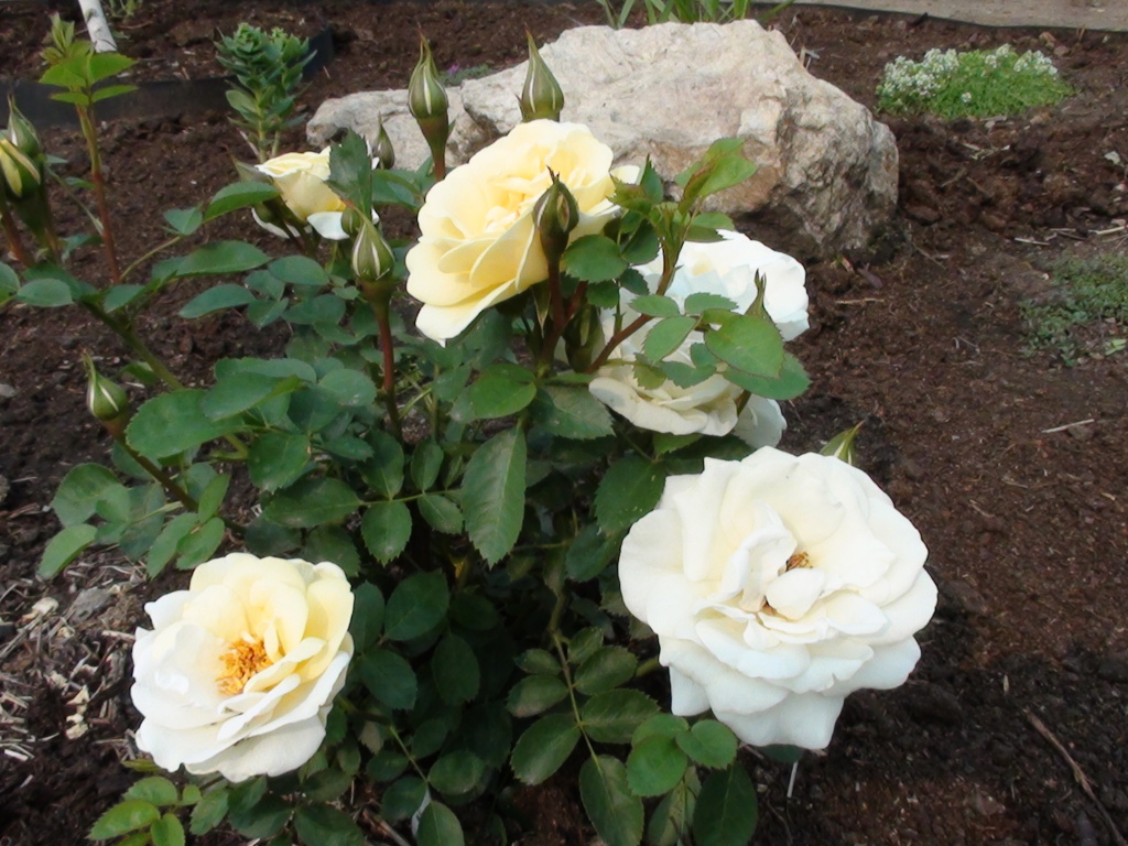 Роза 'Джей Пи Коннел' (шраб) (белая)