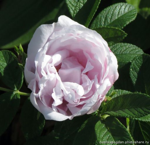 Роза 'Шнеекоппе' (парковая) (лавандово - белая)