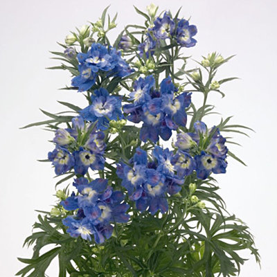 Дельфиниум крупноцветковый (живокость) 'Саммер Клод'