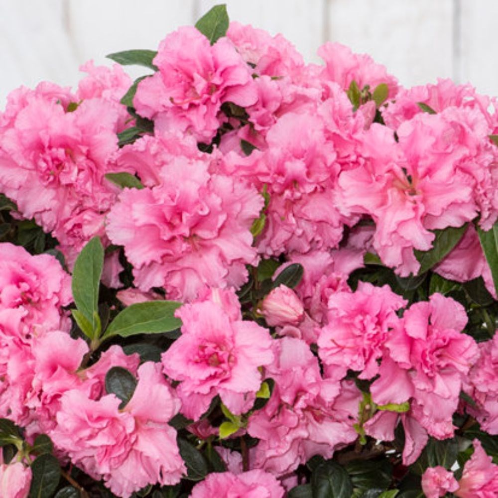 Рододендрон гибридный (азалия) 'Блум Чемпион' (розовая)