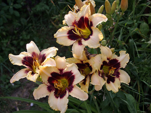 Лилейник гибридный 'Мунлайт Маскарад'