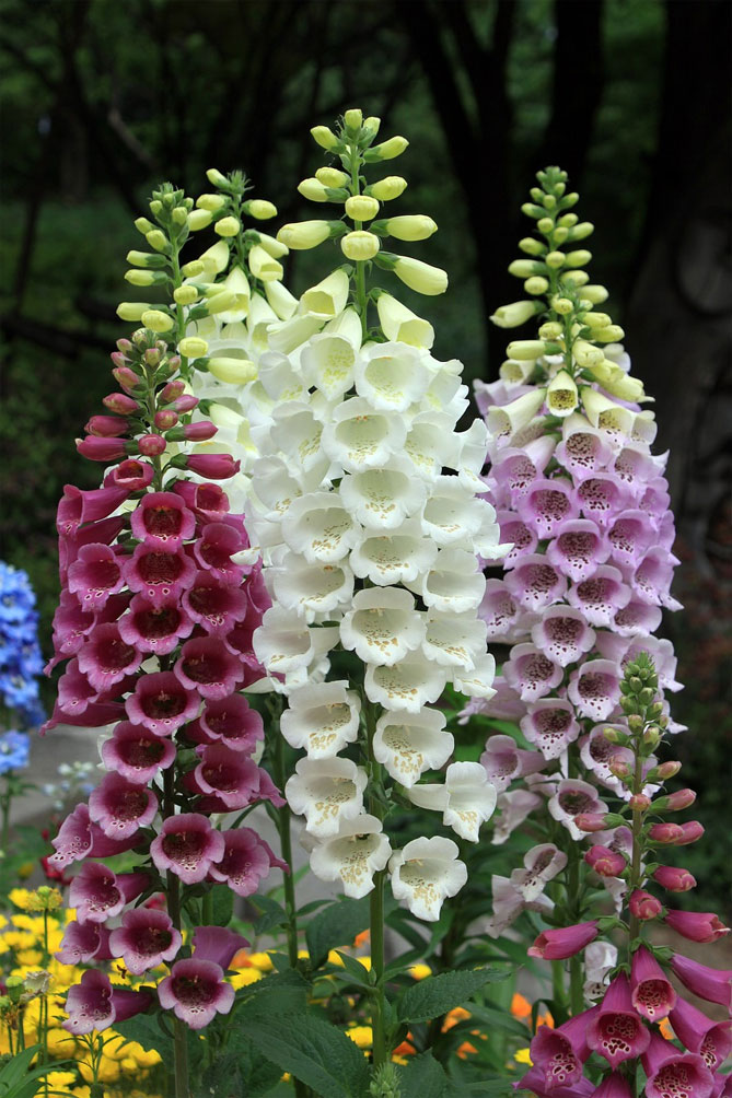 Наперстянка (дигиталис)