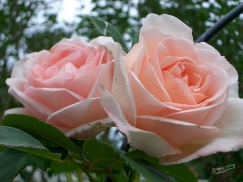 Роза 'Клэр Реннессанс' (шраб) (светло-розовая)