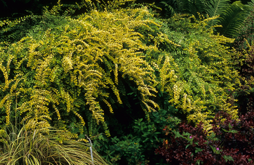 Жимолость блестящая 'Баггезенс Голд'