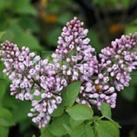 Сирень обыкновенная 'Луи ван Хутте' (лилово - синяя)