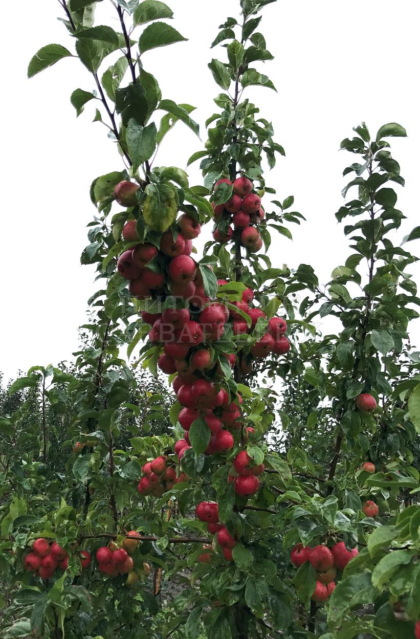 Яблоня домашняя 'Китайка Керр'
