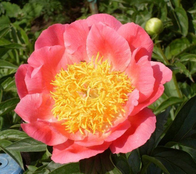 Пион молочноцветковый 'Корал н Голд'