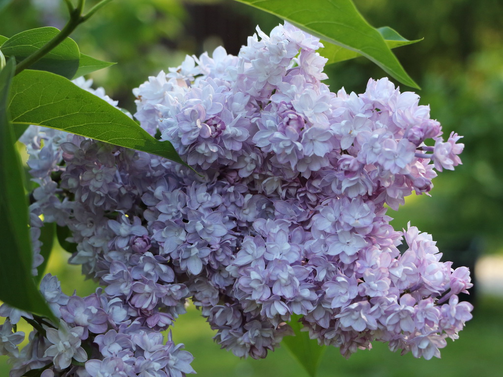 Сирень обыкновенная 'Виктор Лемуан' (лилово - голубая)