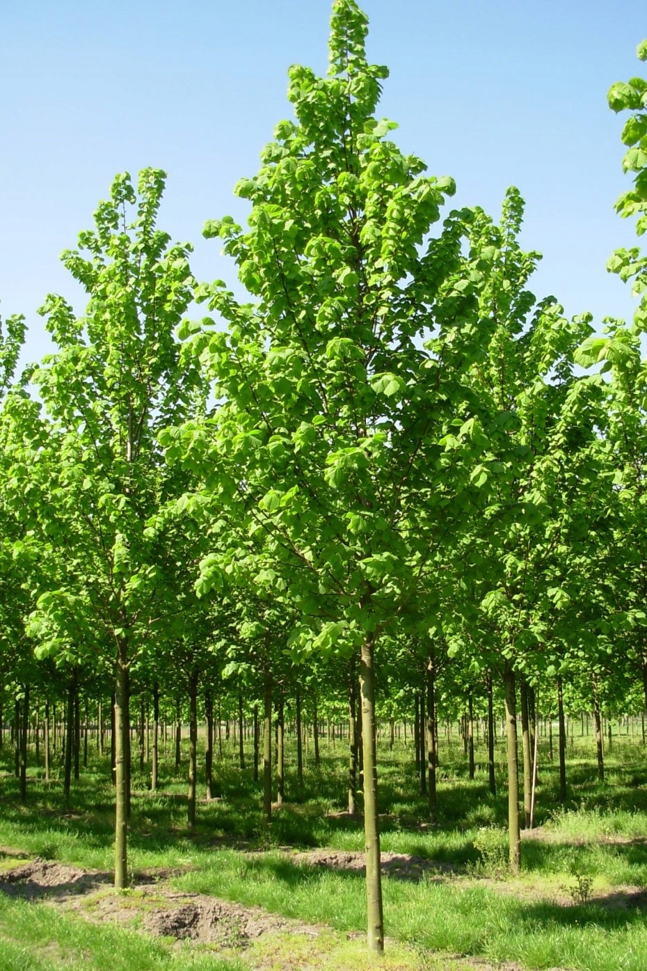 Липа крупнолистная 'Фастигиата'