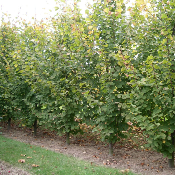 Липа крупнолистная 'Рубра'