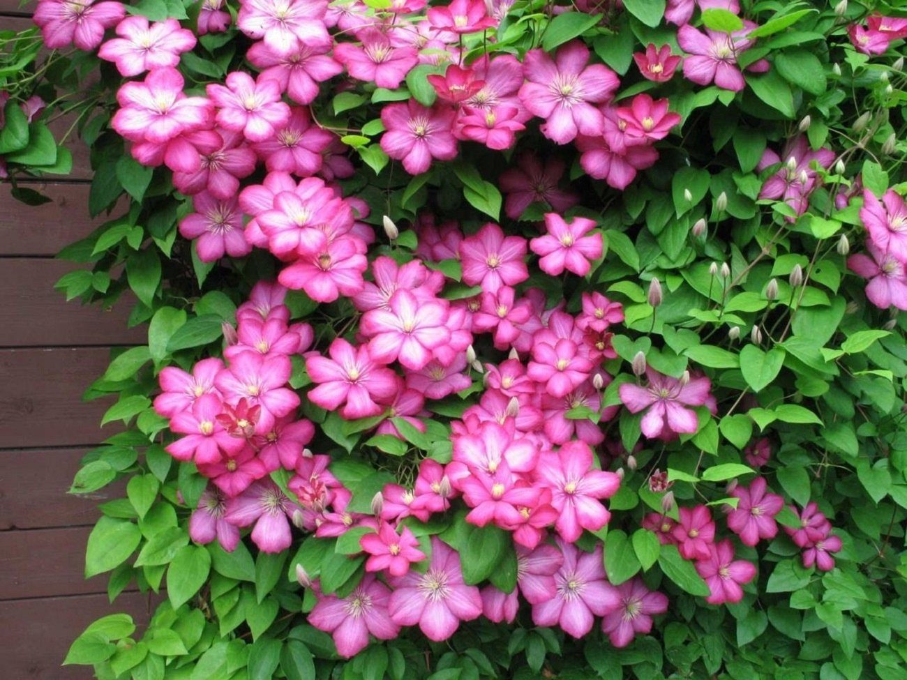 Клематис 'Вилль де Лион'