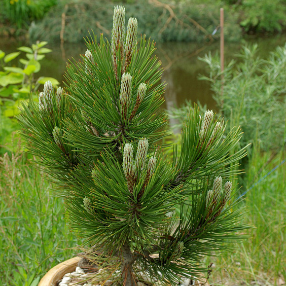 Сосна гельдрейха (боснийская, белокорая) 'Ден Оуден'