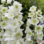 Дельфиниум (живокость) 'Монинг Санрайз'