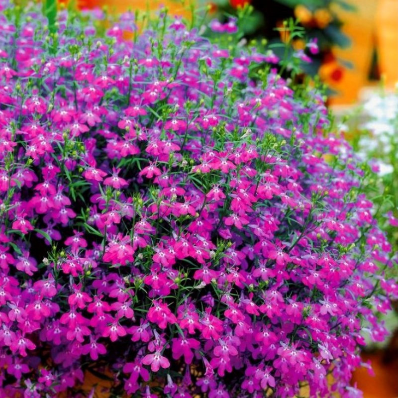 Лобелия эринус компактная 'Ривьера Роуз' (розовая)