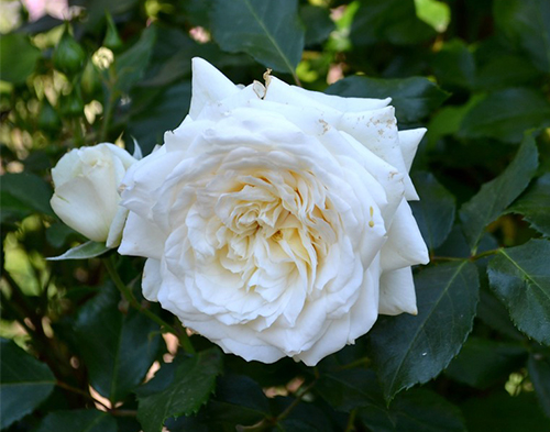 Роза 'Аляска' (плетистая) (белая)