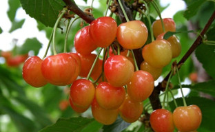 Черешня 'Московская розовая'