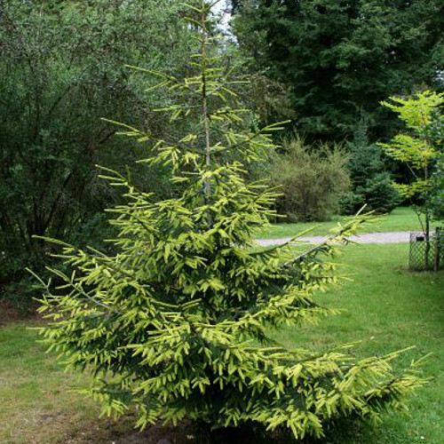 Ель восточная (Ауреоспиката) 'Ауреа'