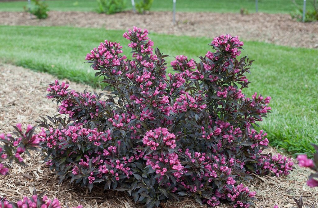 Вейгела цветущая 'Виктория'