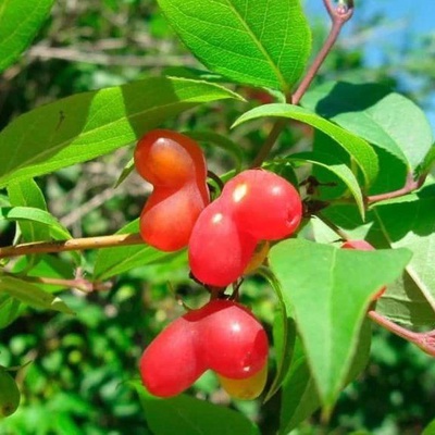 Жимолость 'Красная плодовая'