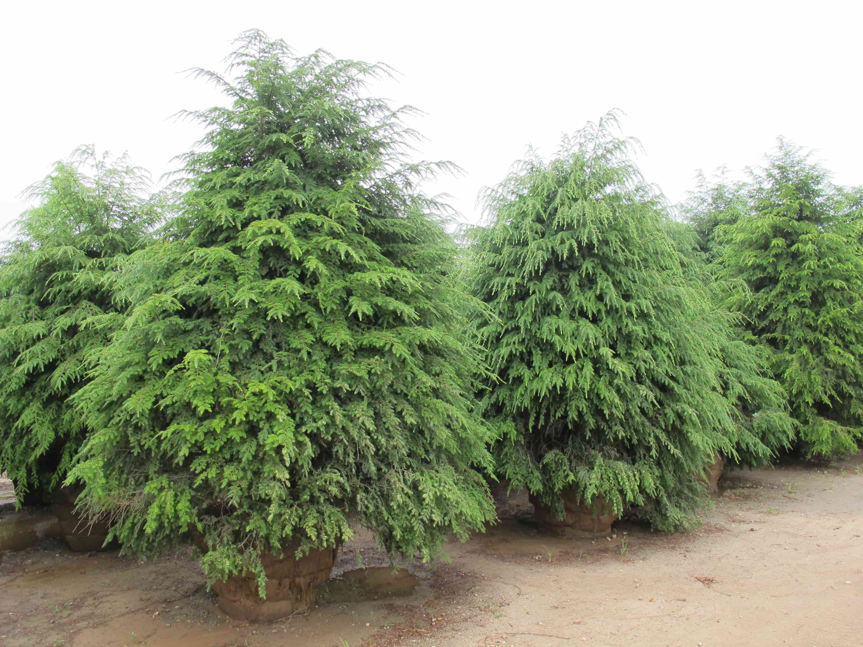 Тсуга канадская Тсуга канадская