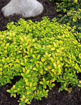 Тимьян лимоннопахнущий 'Арчерс Голд'