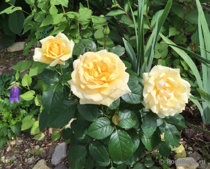 Роза 'Винтре Сан' (чайно-гибридная) (желтая)