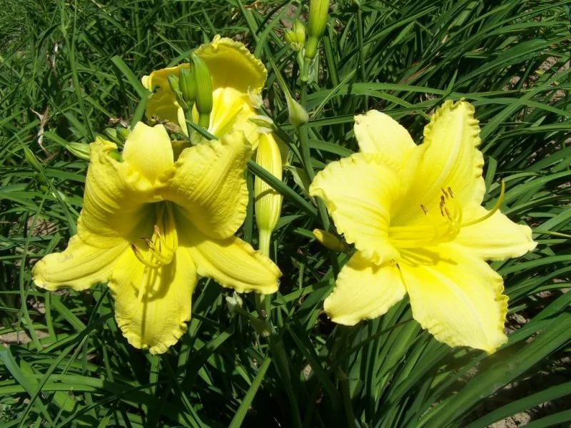 Лилейник поздний (Тунберга) 'Хэппи Ретернс'