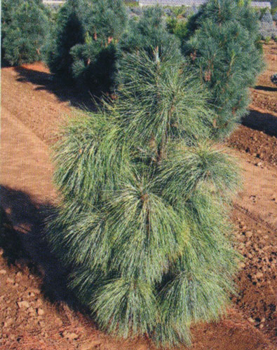 Сосна гималайская