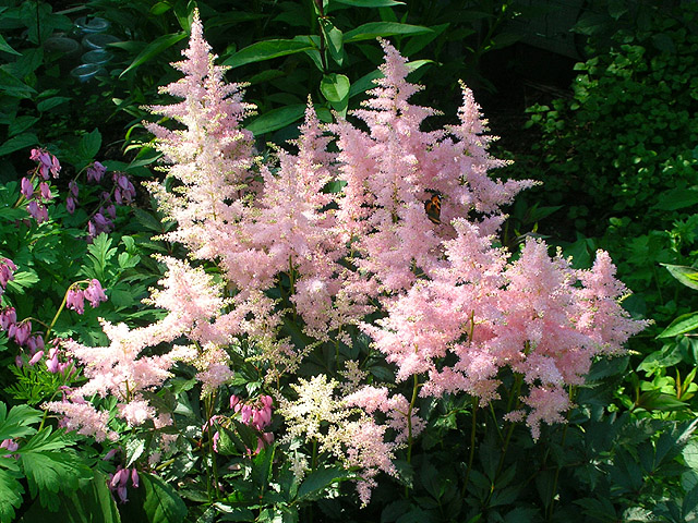 Астильба японская 'Пич Блоссом' (розовая)