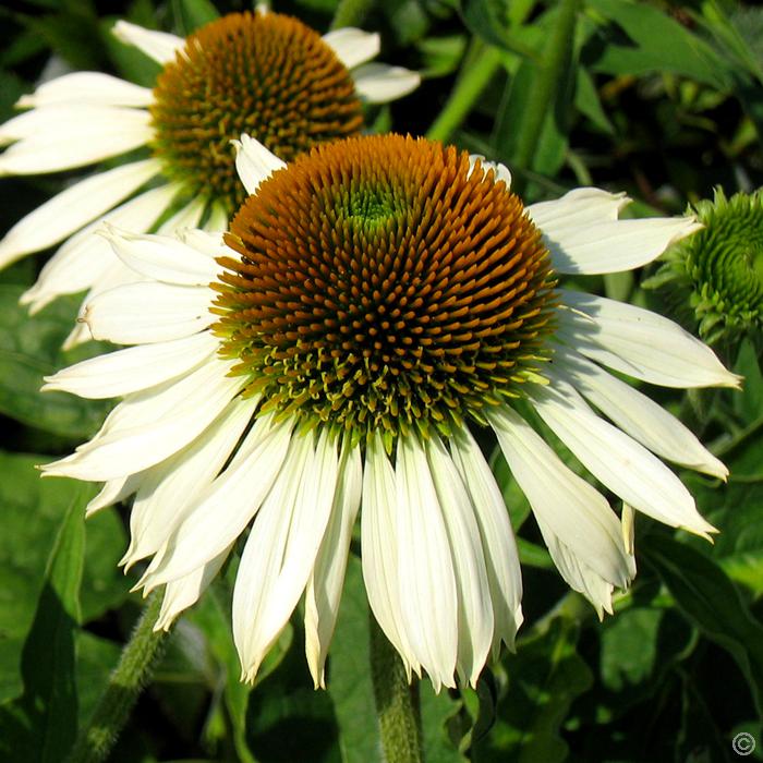 Эхинацея пурпурная 'Альба'
