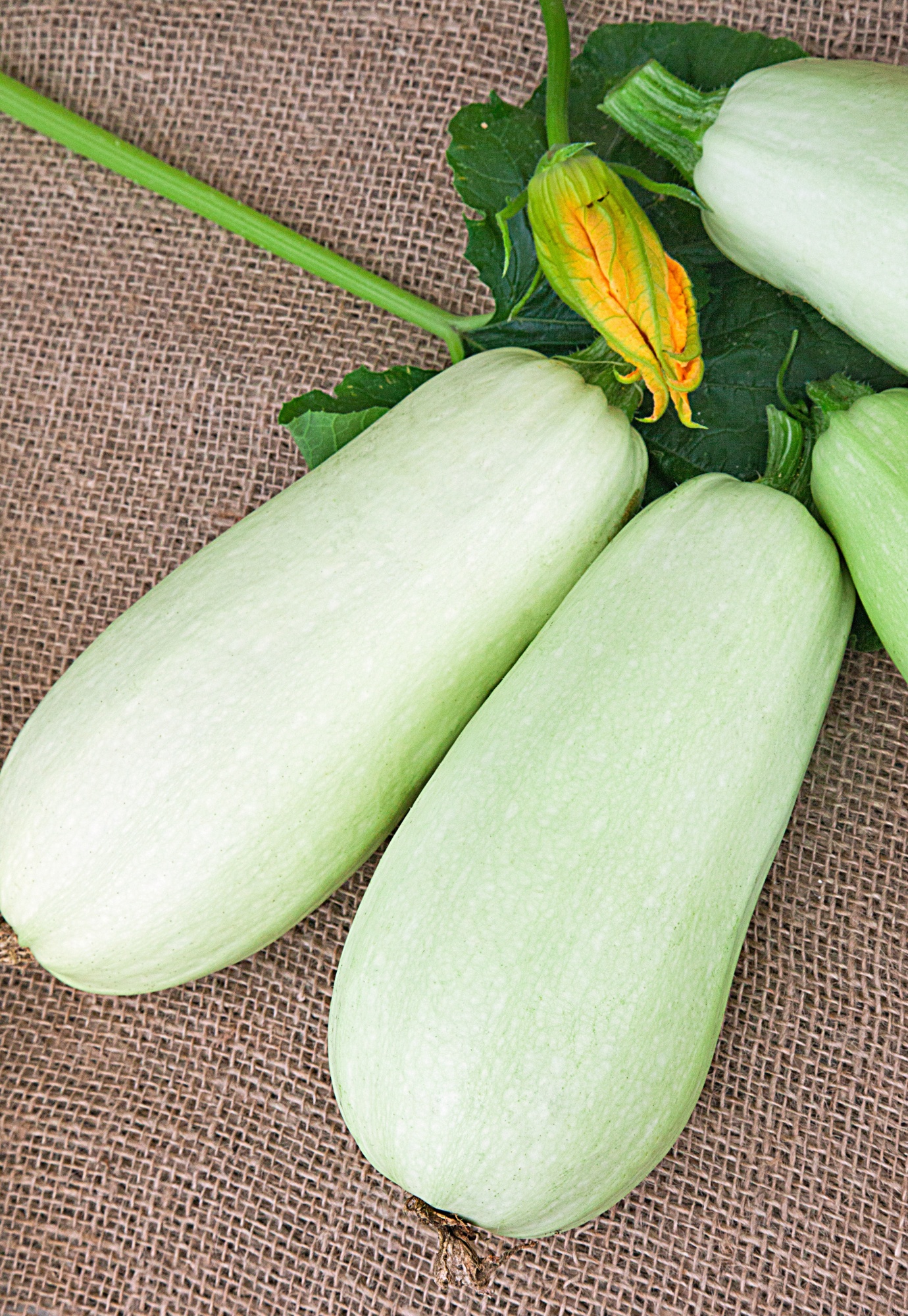 Кабачок 'Грибовские 37'