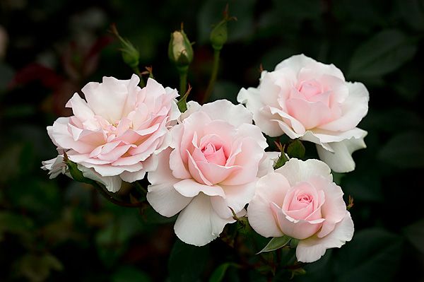 Роза 'Вайтэ Шейд ов Пэйл' (чайно-гибридная) (кремово - розовая)