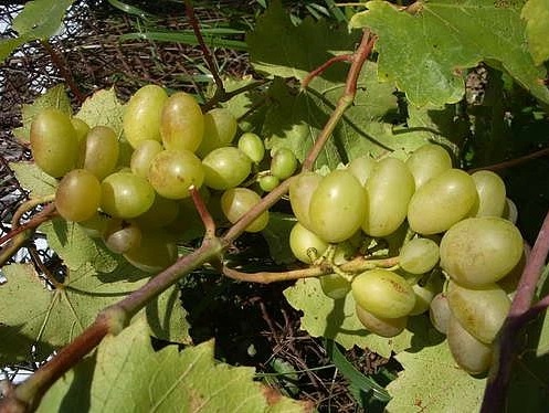 Виноград 'Бороновский'