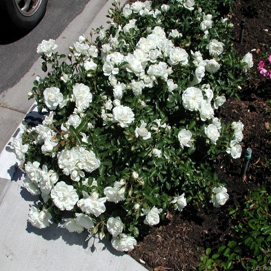 Роза 'Вайт Фейри' (почвопокровная, флорибунда)