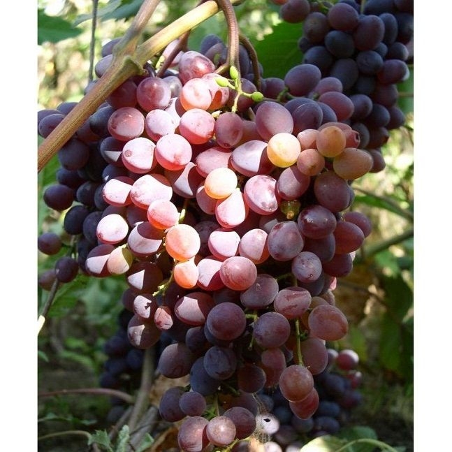 Виноград кишмиш 'Запорожский'