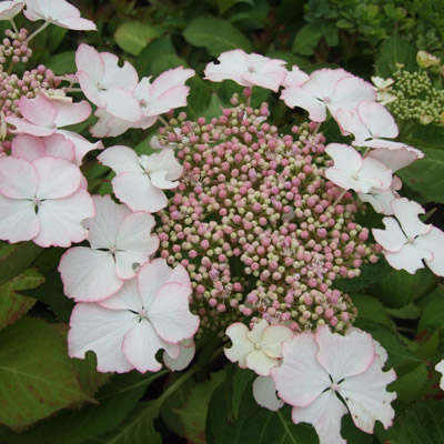 Гортензия крупнолистная 'Лов ю Кисс'