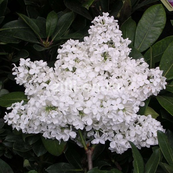 Сирень обыкновенная 'Лебедушка' (белая)