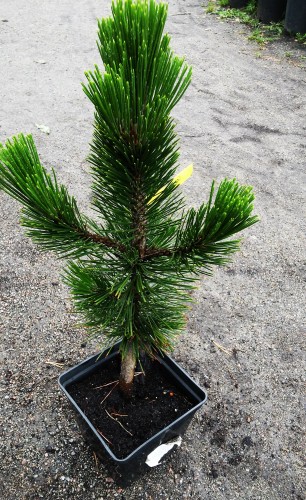 Сосна гельдрейха (боснийская, белокорая) 'Литтл Дракула'