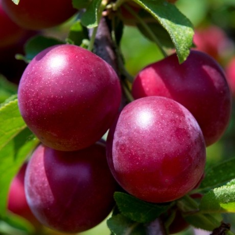 Слива китайская 'Красный шар'