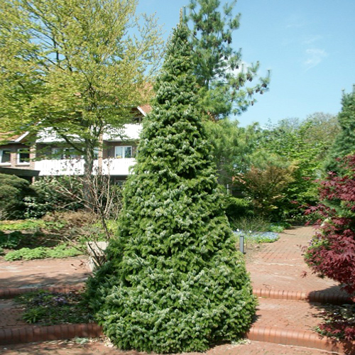 Ель сербская 'Цукерхут'