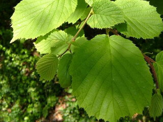 Орех лесной или фундук