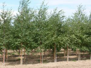 Продажа деревьев