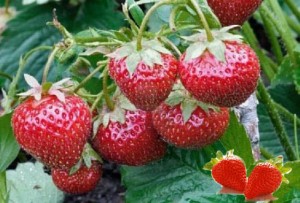 Земляника (клубника) 'Брайтон'