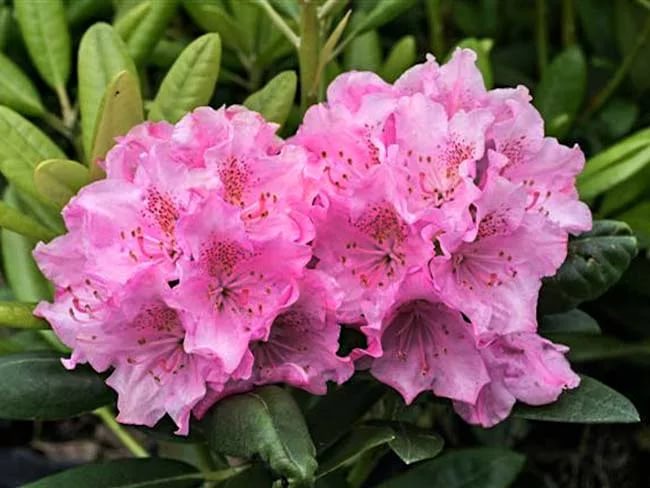 Рододендрон гибридный 'Хельсинки университи' (розовый) Рододендрон гибридный 'Хельсинки университи' (розовый)