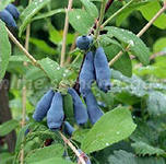 Жимолость съедобная 'Изюминка'