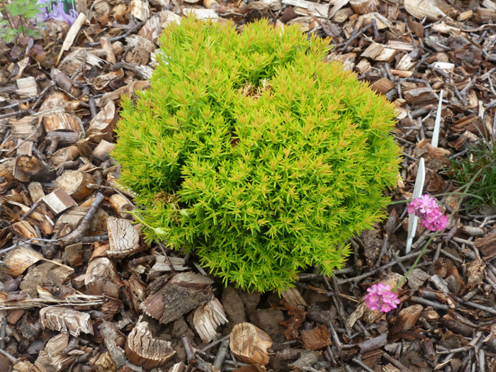 Туя западная 'Анниек'