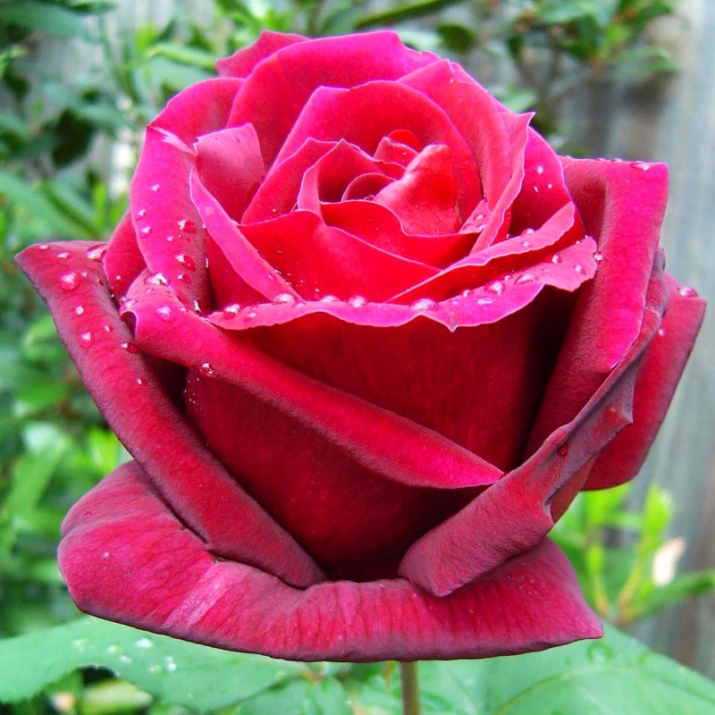 Роза 'Мистер Линкольн' (чайно-гибридная)