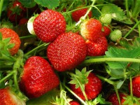 Земляника (клубника) 'Трибьют'